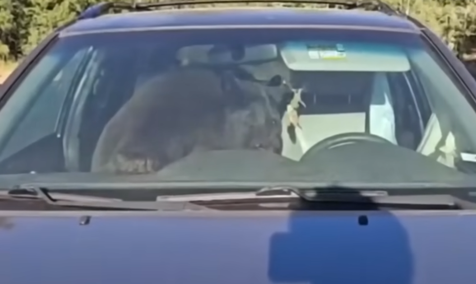 Medveď sa zamkol v aute a celú noc trúbil. Susedia si mysleli, že ich budí šialený vodič