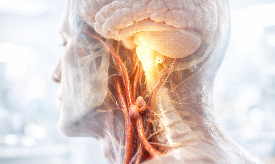 Nahliadli do mozgu myší. Čo našli, môže pomôcť miliónom ľudí