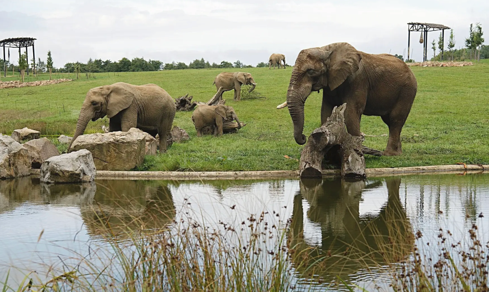 Tragický incident v Zlínskej zoo: Slon Jack usmrtil 29-ročnú samicu Ulu