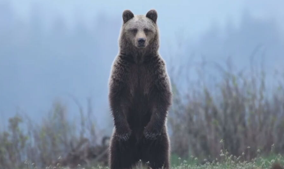 Prvý útok medvedice v roku 2026: Muž skončil v nemocnici, medvedicu zabili, uviedol Kuffa