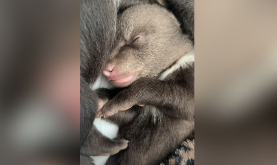 Bojnická ZOO bojuje o život mláďat zastrelenej medvedice. Takto zvládli prvú noc