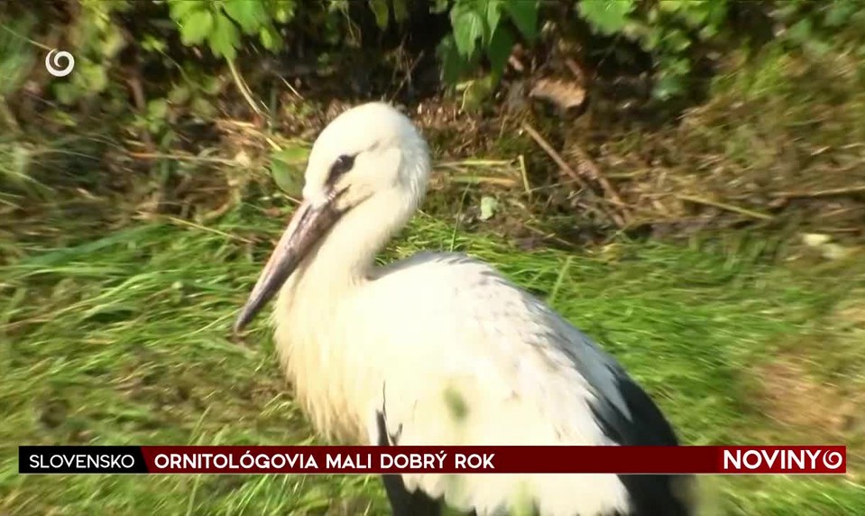 ORNITOLÓGOVIA MALI DOBRÝ ROK