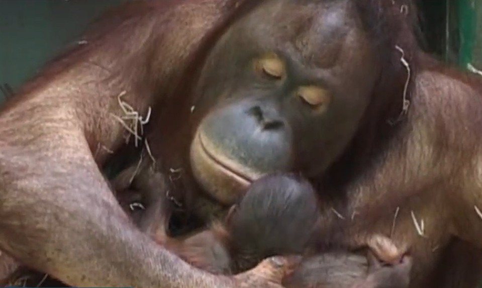Útek pred ohňom: Orangutaniu matku s mláďaťom zachránili pred plameňmi