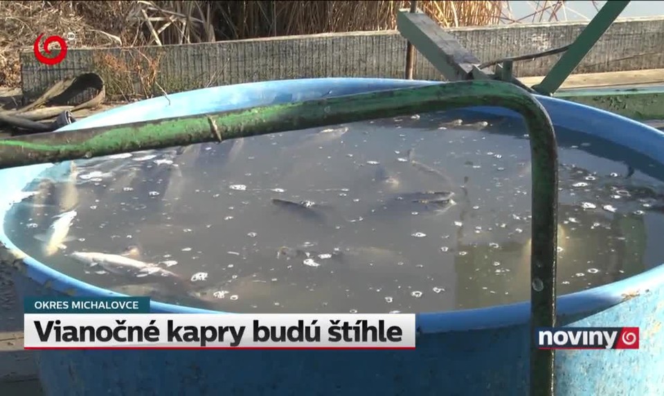 Vianočné kapry budú štíhle