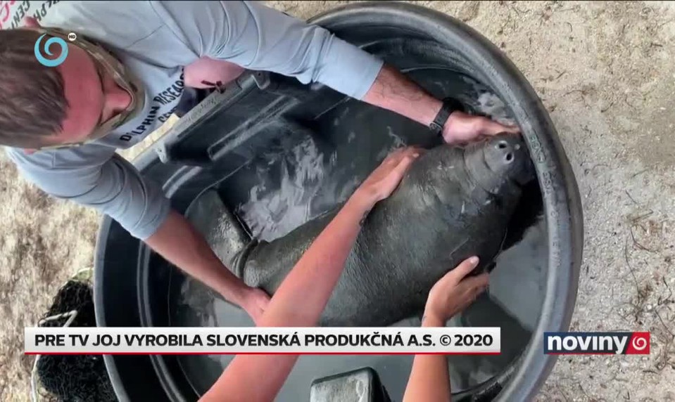 Záchrana lamantína