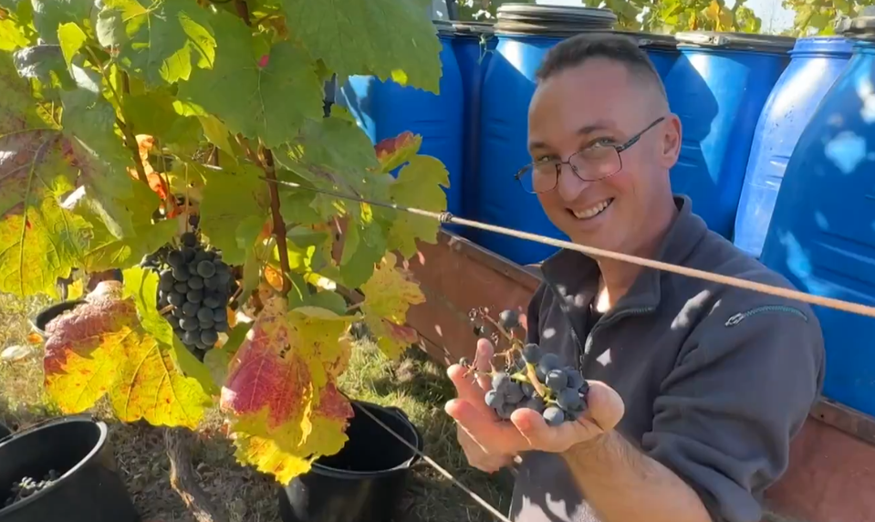 Najsevernejší vinohrad Slovenska zbiera úrodu: Jeho omšové víno ochutnal aj pápež František