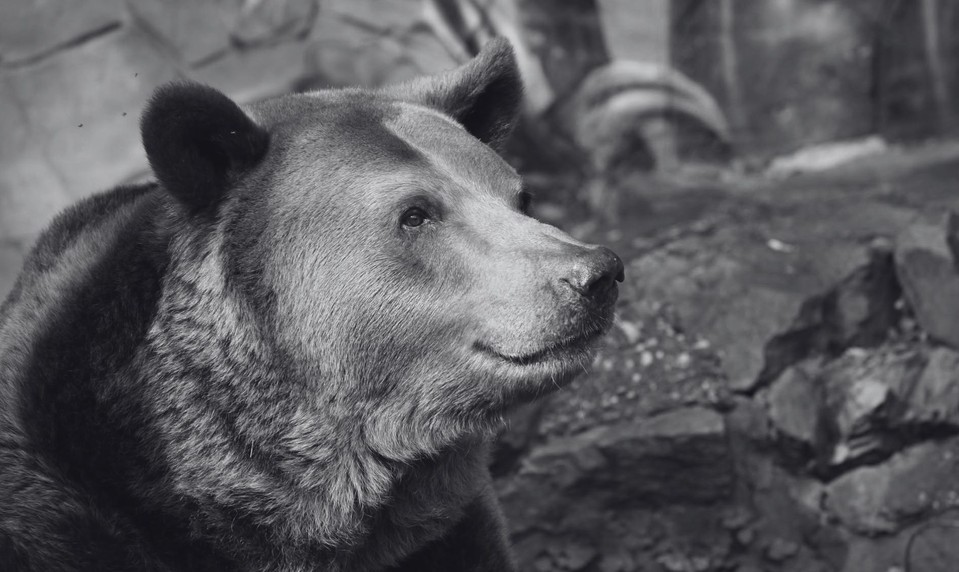 ZOO Bratislava smúti: Po 30 rokoch museli utratiť jediného medveďa Felixa