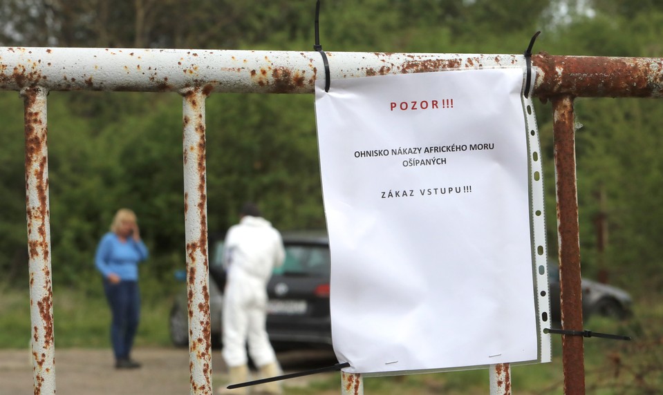 Africký mor ošípaných zasiahol obec Lovča: V okrese vyhlásili mimoriadnu situáciu
