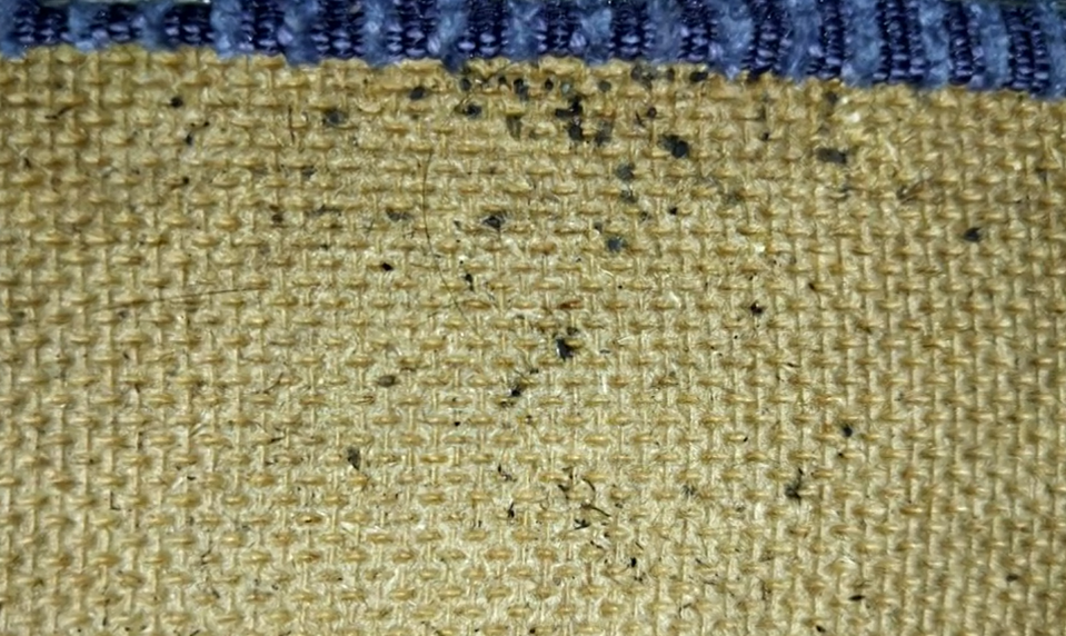 Ploštice na internátoch: Študenti hlásia opakované výskyty aj po deratizácii