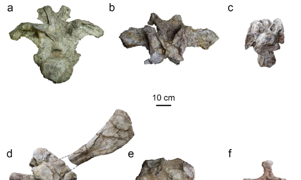 Vedci objavili nový druh dinosaura s dlhým krkom: Po Zemi sa pohyboval pred 150 miliónmi rokov