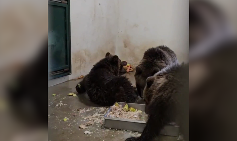 Záchrana medvedieho mláďaťa sa skončila smutne. Kvôli chorobe nariadil veterinár eutanáziu