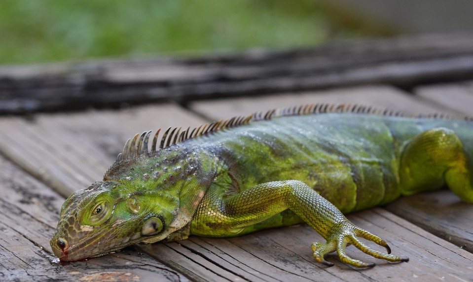 Pršia stuhnutí leguáni: Ľudia na Floride v chladnom počasí pozbierali vyše 5000 leguánov