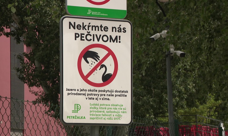 Smutný osud labutích mláďat vyliahnutých na Draždiaku: Zo šiestich neprežilo ani jedno