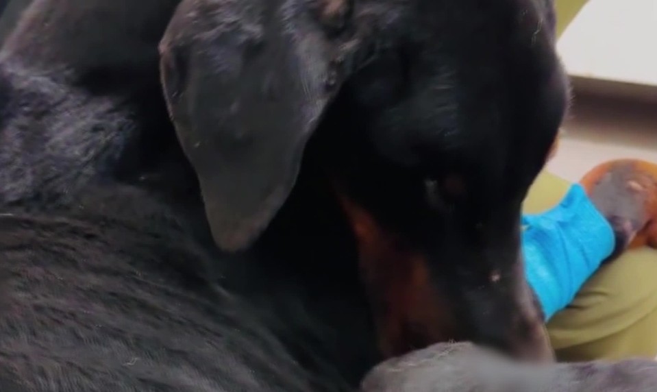 Majiteľ nechal psa vyhladovať na kosť, súd mu dal podmienku