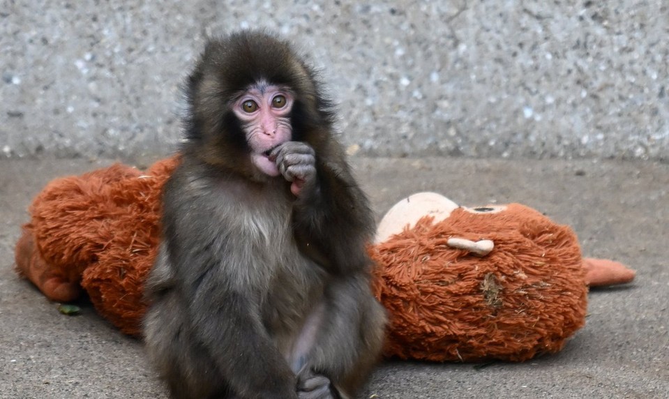 Malý makak Punch oslavuje prvé narodeniny. Ľudia zanechávajú v ZOO milé odkazy