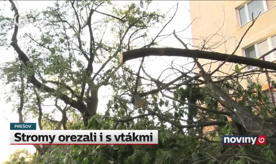 Stromy orezali i s vtákmi