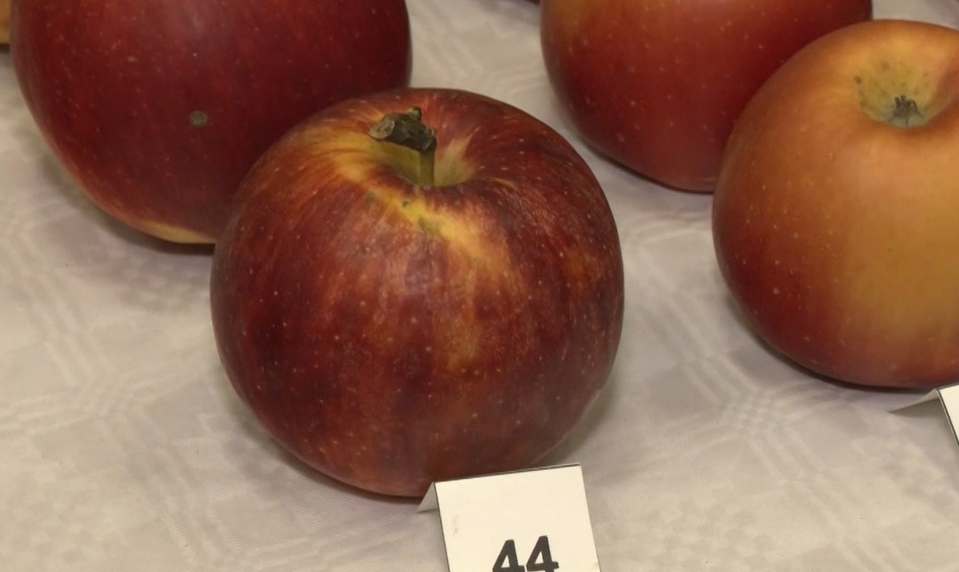 Jablkové novinky z rôznych kútov sveta testovali záhradkári pri Vrábľoch