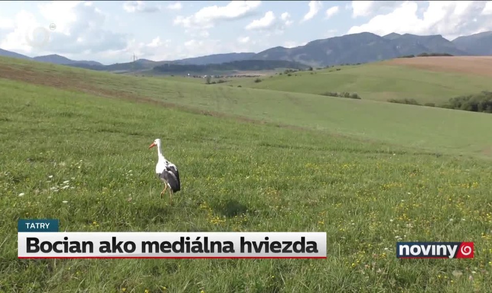 Bocian ako mediálna hviezda