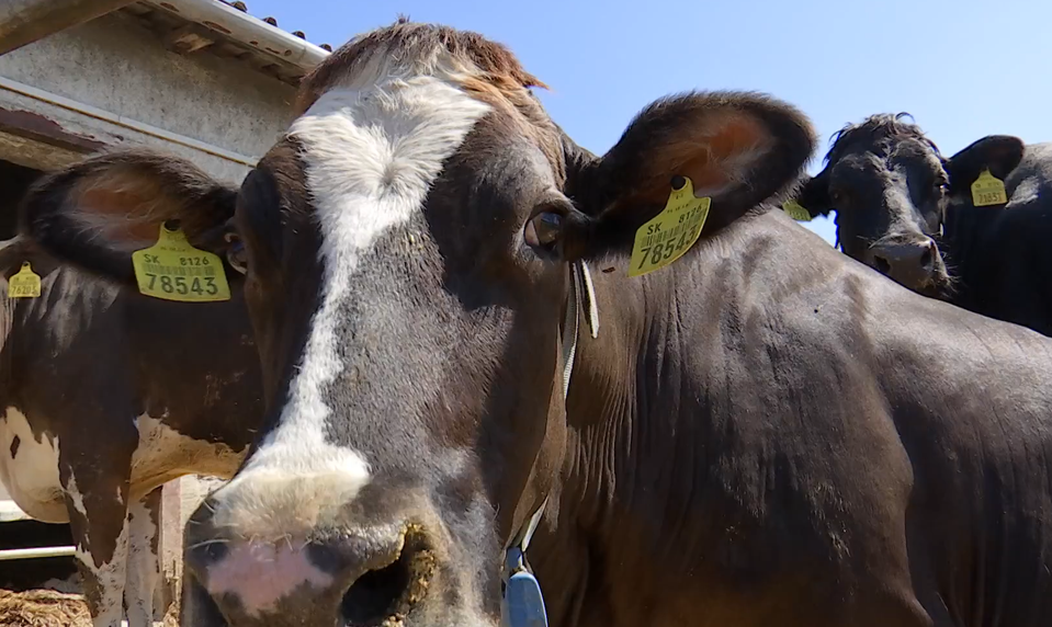 Vláda odpustí chovateľom sankcie za nepriznané chovy počas slintačky