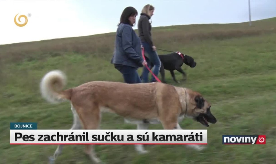 Pes zachránil sučku a sú kamaráti