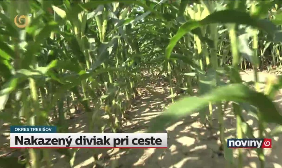 Nakazený diviak pri ceste