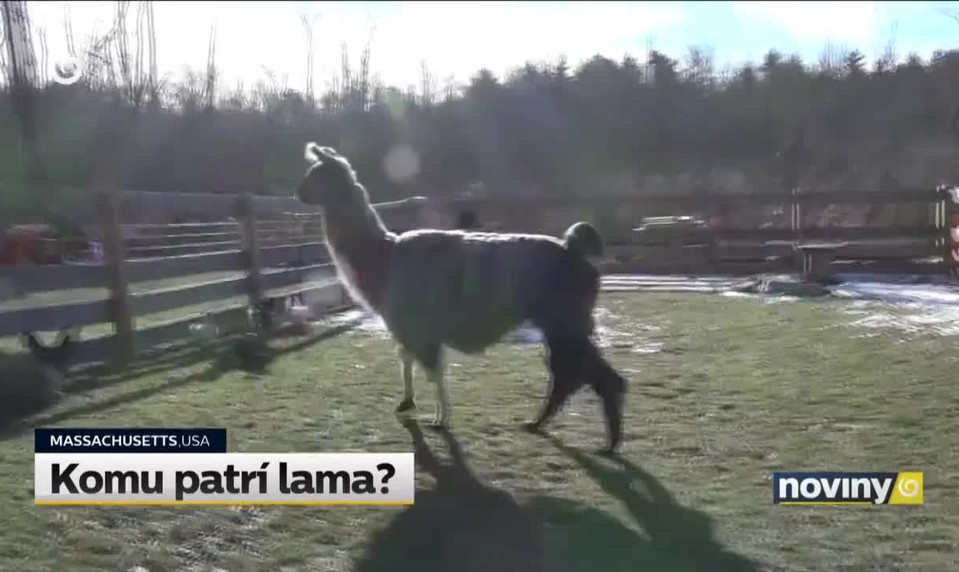 Komu patrí lama?