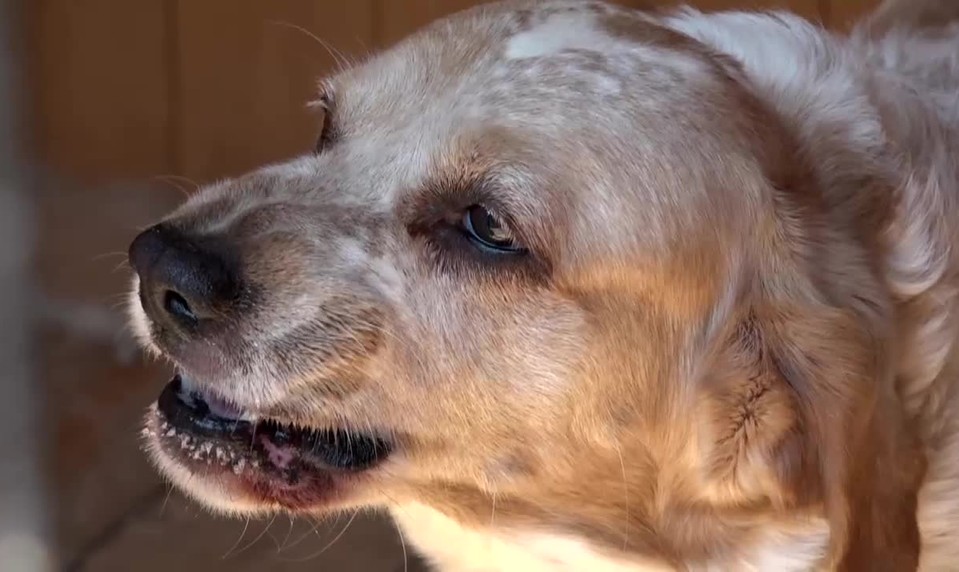 Pes pohryzol malé dieťa do tváre. Do nemocnice ho previezli vrtuľníkom