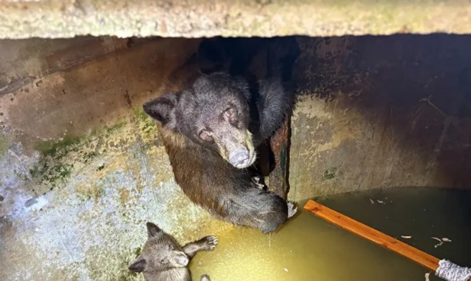 Hodiny bojovali, aby sa neutopili. Hasiči zachránili vyčerpanú medvedicu s mláďatami