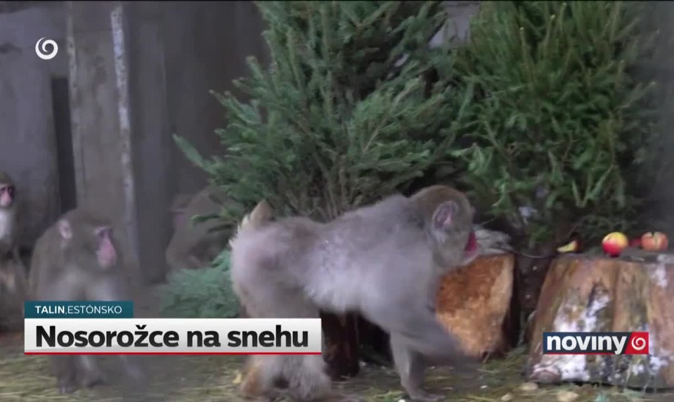 Nosorožce na snehu