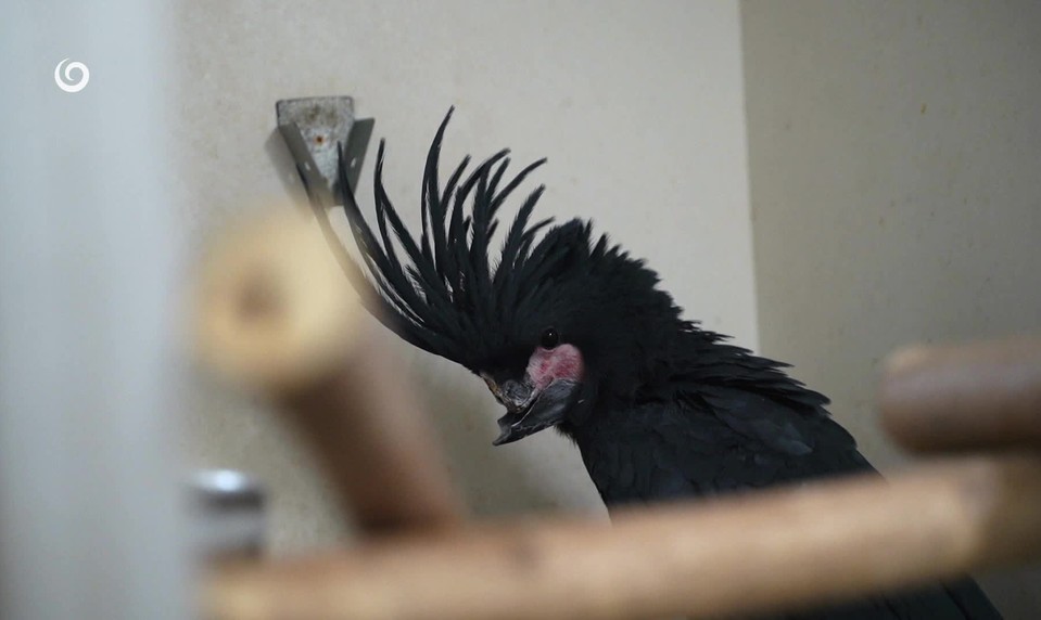 Európsky unikát zo Žiliny: Papagájovi implantovali nový zobák. Šťastný koniec sa ale nekoná