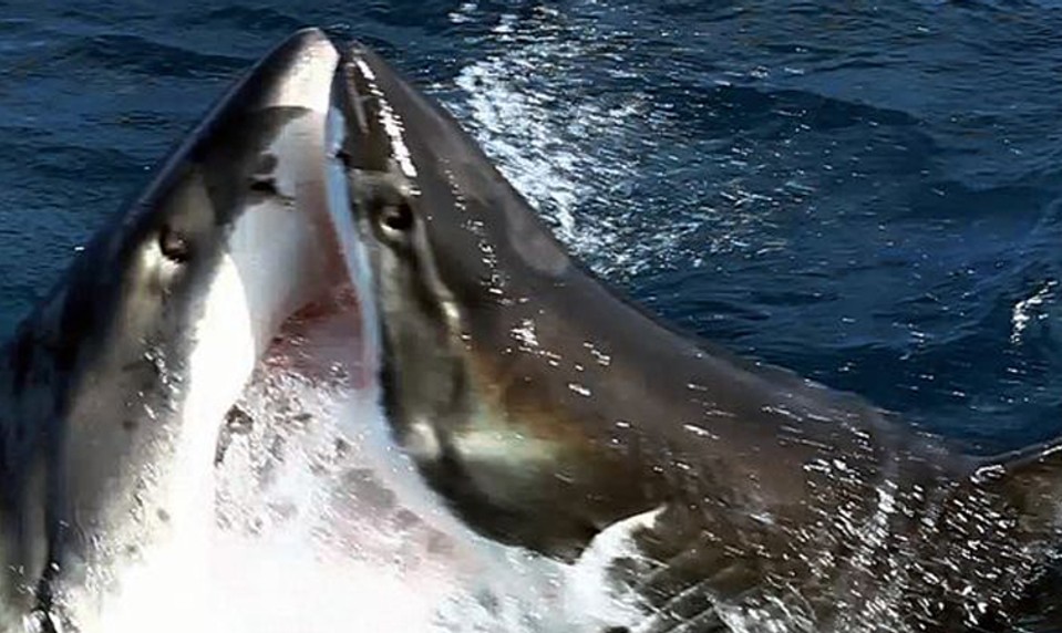 VIDEO: Rybár ulovil obrovského žraloka. Pozrite sa, čo z neho vyliezlo