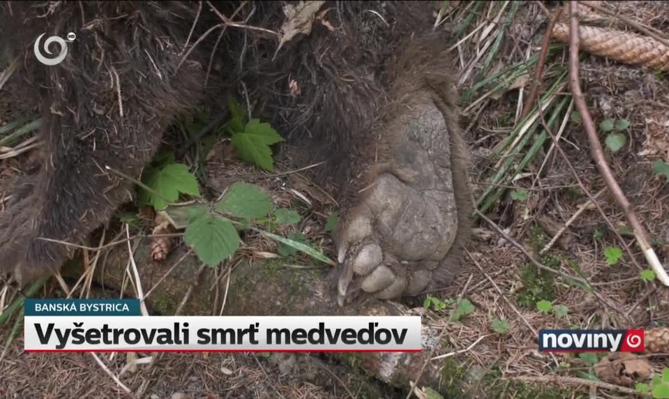 Vyšetrovali smrť medveďov