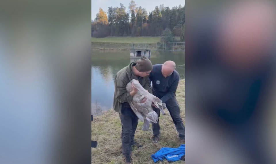Netradičný zásah: Hasiči zachraňovali labutie mláďa so zviazanými nohami