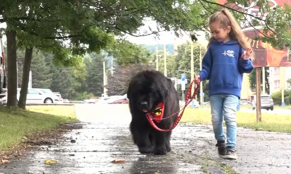 Tábor, kde spájajú deti a psíkov: Canisterapia zahŕňa zábavu a vzdelávanie