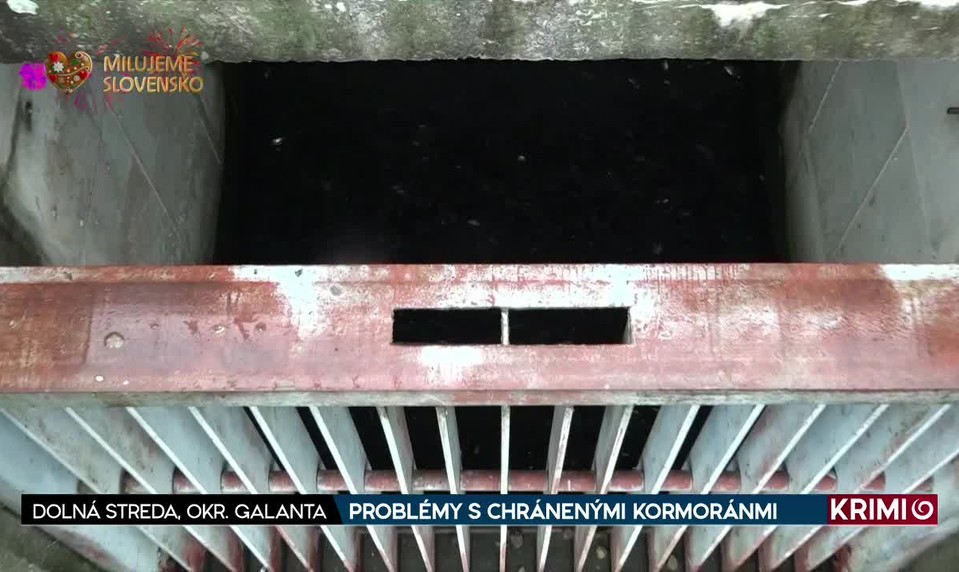 PROBLÉMY S CHRÁNENÝMI KORMORÁNMI