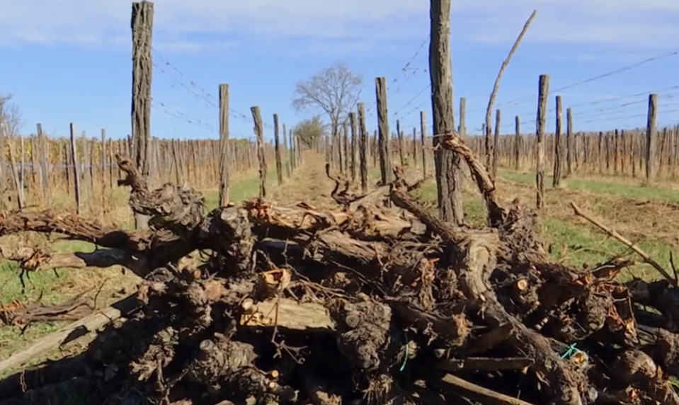 Vinohrady v ohrození: Nákaza útočí a štát zvažuje tvrdé riešenia