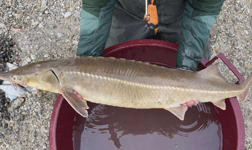 Štát investuje milióny do ochrany jesetera, no ničí ich zákonom chránený kormorán