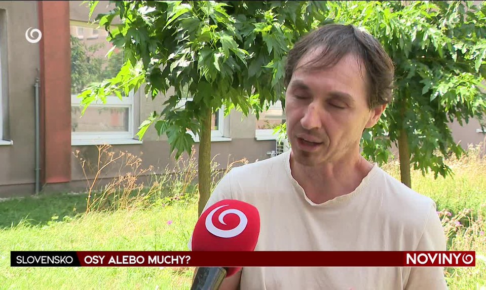 OSY ALEBO MUCHY?