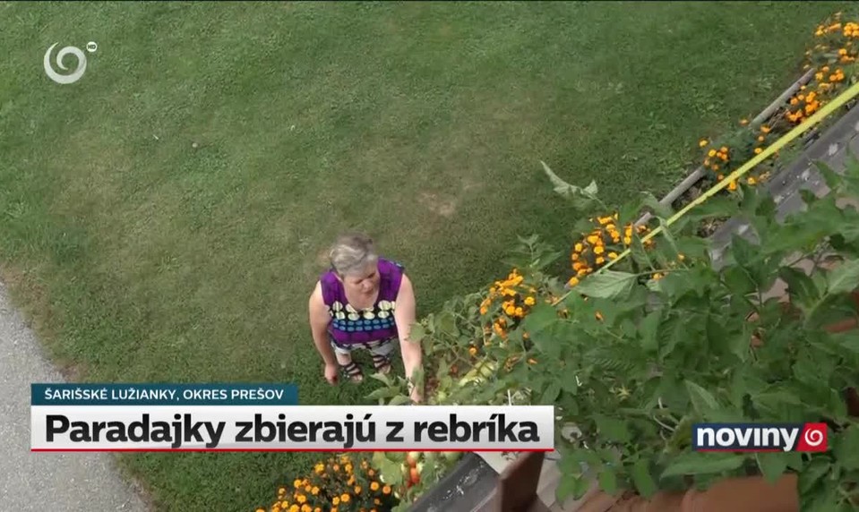Paradajky zbierajú z rebríka