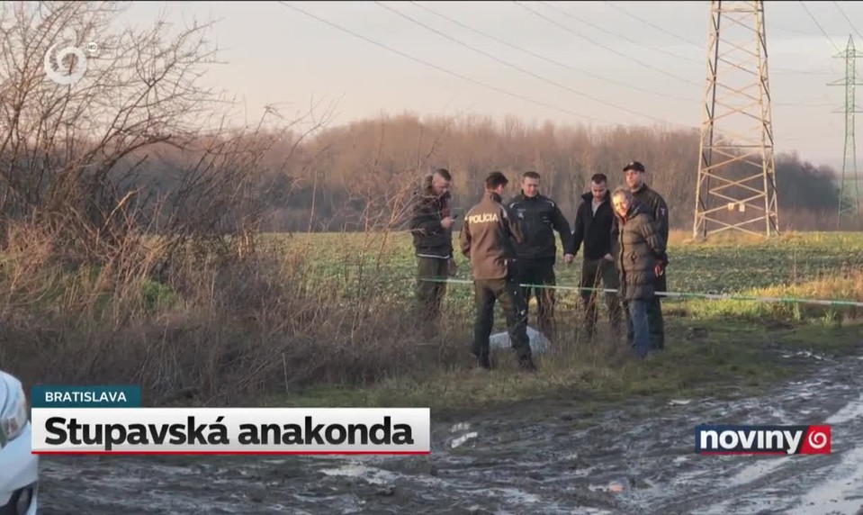 Stupavská anakonda