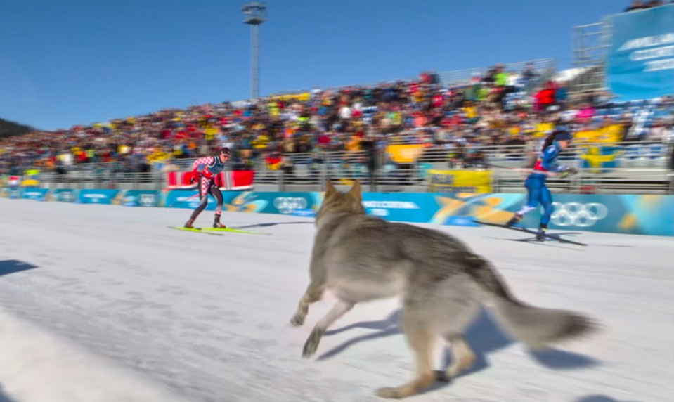 Československý vlčiak naháňal bežkyne na lyžiach