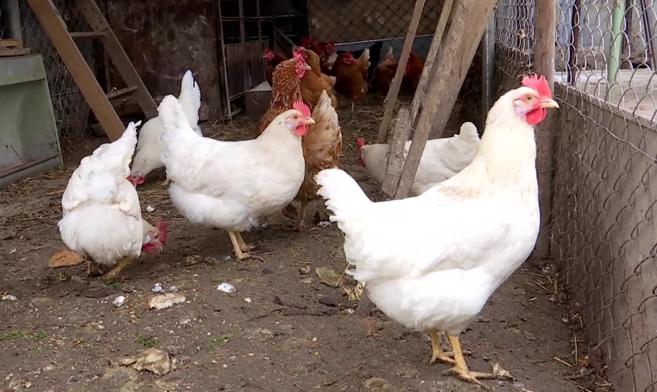 Vedci simulovali pandémiu vtáčej chrípky. Bez rýchlej reakcie hrozia lockdowny