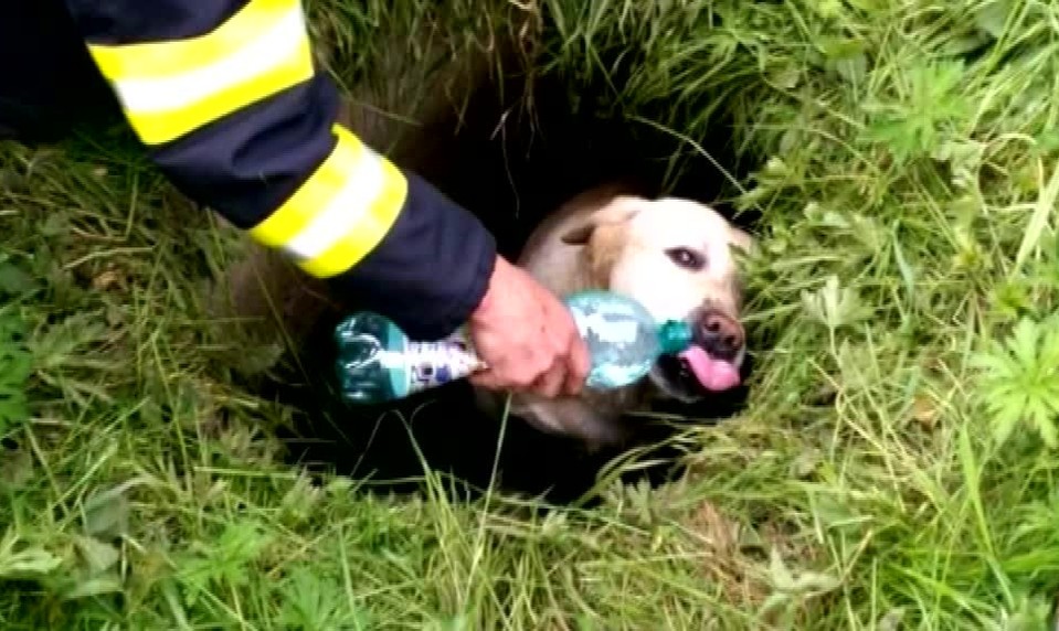 Hasiči zachraňovali tvrdohlavú mačku. Na strome strávila tri dni