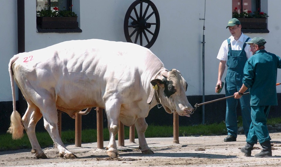 Muža (53) napadol býk. Prípad preveruje polícia