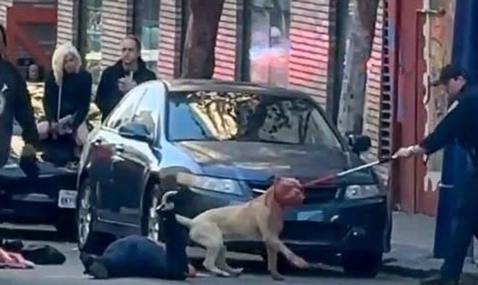 Pitbull zaútočil na ženu priamo na ulici. Skončila v kritickom stave