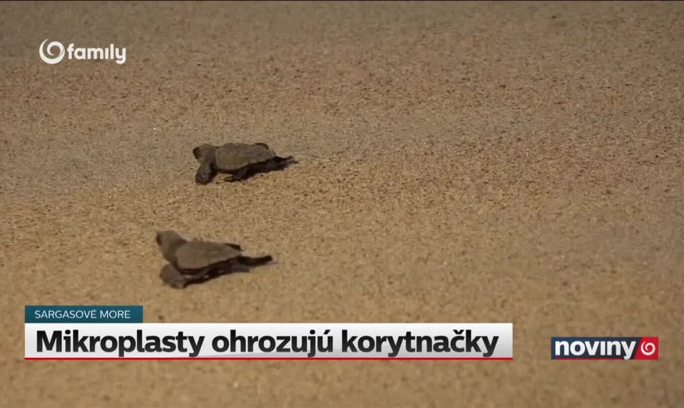 Mikroplasty ohrozujú korytnačky