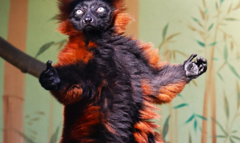 V bojnickej zoo ušiel lemur z výbehu. Komentáre zaplavili vtipné referencie na rozprávku