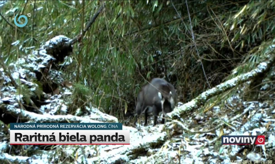 Raritná biela panda