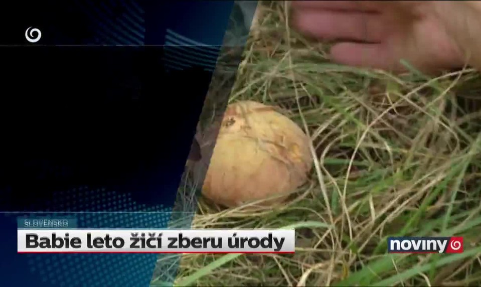 Babie leto žičí zberu úrody