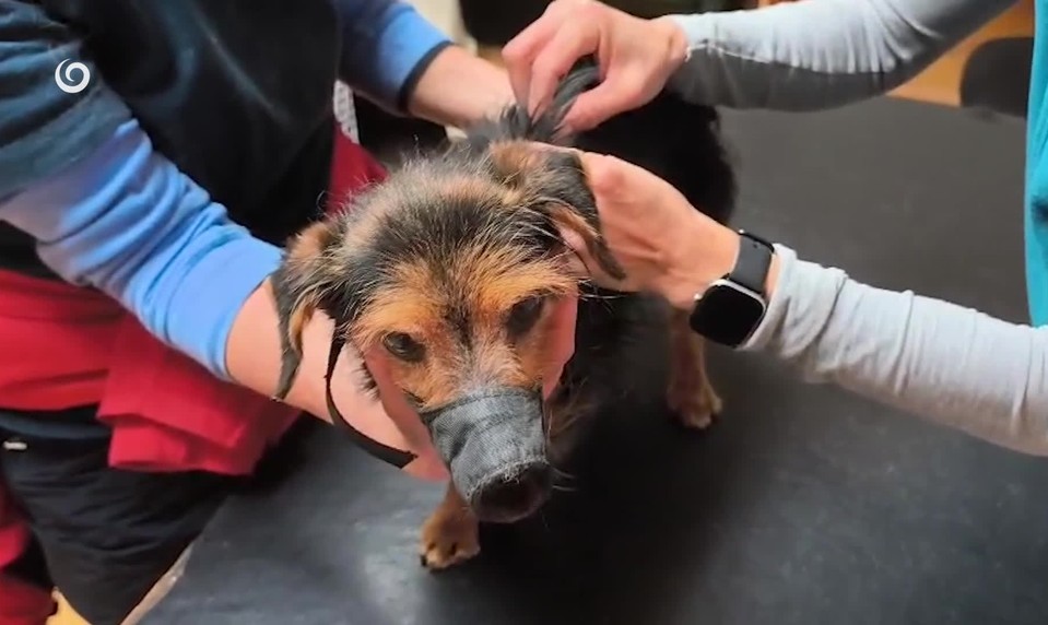 Policajti priviezli do útulku týraného psíka. V tele mal sedem diaboliek